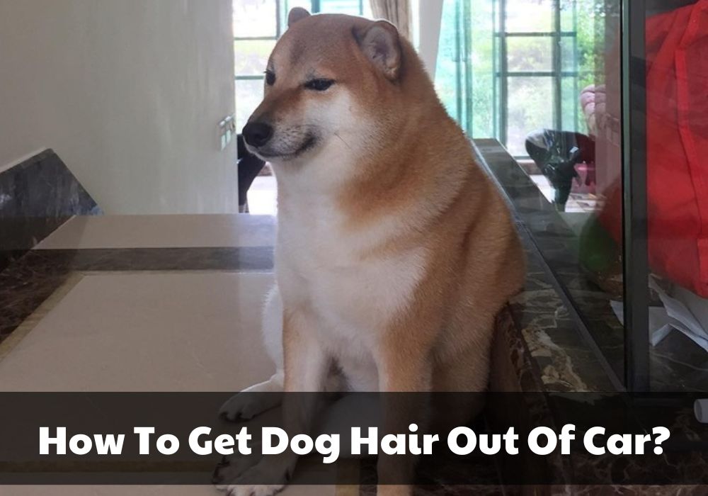 How-To-Get-Dog-Hair-Out-Of-Car