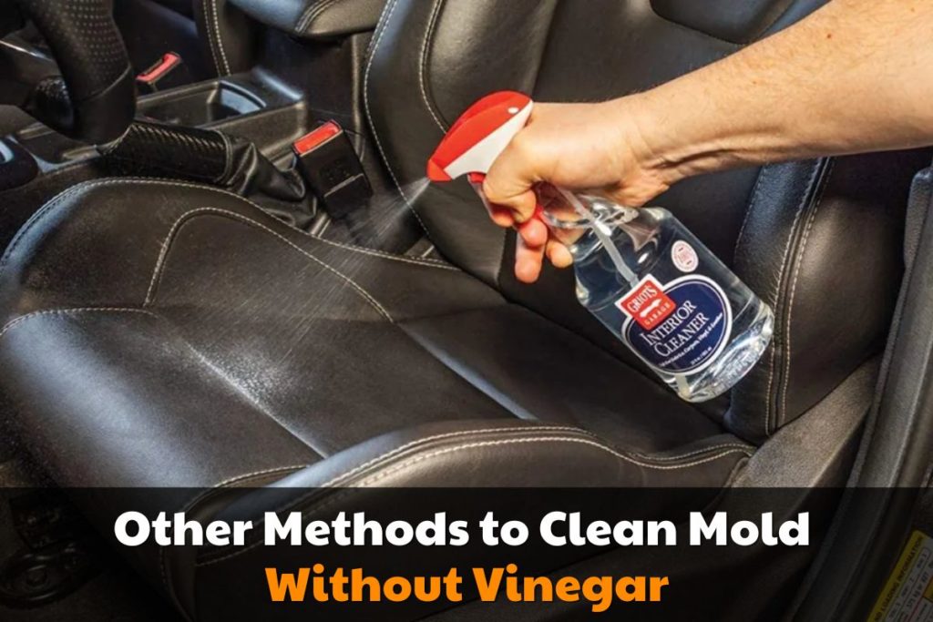 How Do You Get Mold Out Of Car at Edith Meadows blog